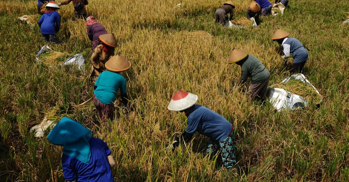 Kelola Panen dengan ERP Perkebunan Sawit