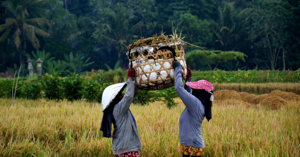 Kelola Stok Hasil Panen Perkebunan dengan ERP